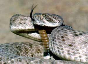 AP Photo/Arizona Game and Fish Department, George AndrejkoA Western Diamondback rattlesnake is shown in Cave Creek, Ariz., in this May 1990 photo. Rattlesnakes are part of the Crotalidae family, the most common and widely distributed family of venomous snakes in North America. 