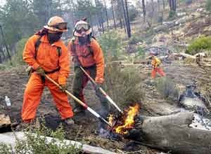 AP Photo/Marcio Jose SanchezIn this file photo, inmates put out a fire near Lake Arrowhead, Calif. Officials expressed concern Thursday, saying the prison system has continually placed more dangerous prisoners in the state's 41 fire camps.