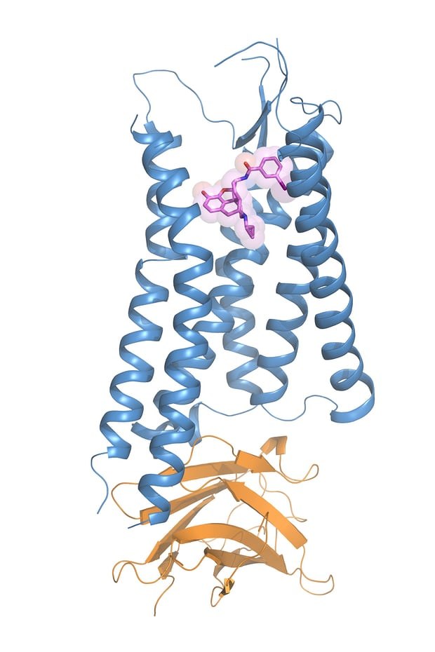 An illustration shows the kappa opioid receptor bound to a morphine derivative (purple). Illustration: Tao Che and Daniel Wacker/ Roth Lab/UNC School of Medicine