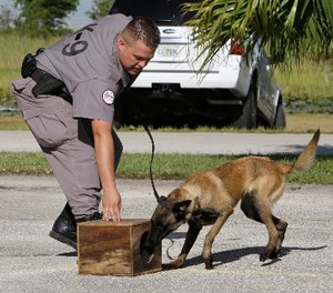 K-9 Inspector Freddie Long works with the dog Razor as he searches for cell phones hidden in a box during a demonstration at the Broward Correctional Institution in Ft. Lauderdale, Fla. (AP Photo/Lynne Sladky)