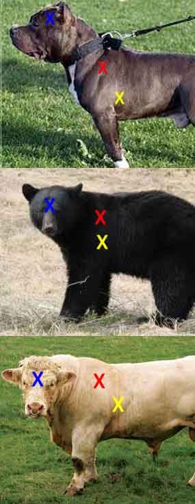 Shooting to kill an animal: A sad but necessary skill Shooting to kill an animal: A sad but necessary skill