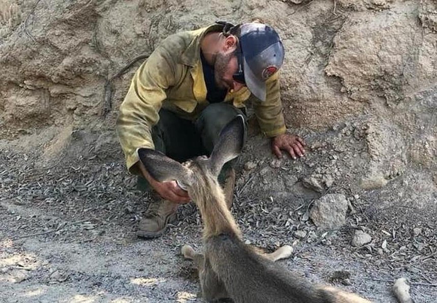 Firefighters, law enforcement officers and volunteers also helped evacuate and care for pets, livestock and animals in the path of the fires. (Photo/Courtesy CAL FIRE)