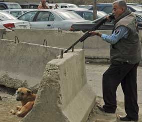 An Iraqi police officer takes aim before shooting a stray dog in the Mansour neighborhood of Baghdad. Obviously, this would not happen in the United States, but sadly, a great many canines are killed each year by officers who simply have not been given the training or understanding they need to avoid disposing of a dog. (AP Photo)