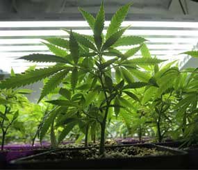 A 2011 effort to decriminalize and tax recreational marijuana sales for adults in Washington state has won some high-profile endorsements and its sponsors are well on their way to collecting enough signatures to place the measure before the Legislature.