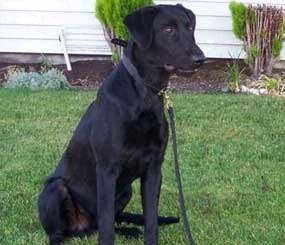 2-year-old black Lab Trax died Saturday of food poisoning.