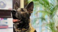 Colo. sheriff's K-9 shot, killed by suspect fleeing police