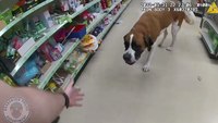 Video: Fla. officers wrangle 'giant,' friendly dog that refused to leave Dollar General
