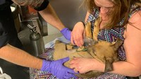 Ohio FD medics revive overdosing puppy