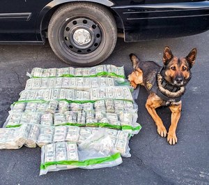 California Highway Patrol K9 Beny assisted in locating $915,000 in cash that had been dumped on the side of the road during a vehicle pursuit. (Photo/CHP)