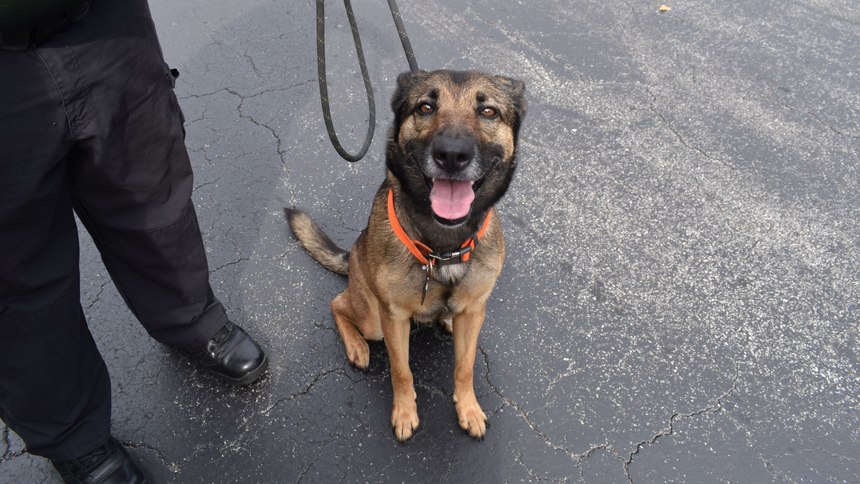 A German shepherd now named "Miracle" is doing well after a woman tossed her over a second-story railing.