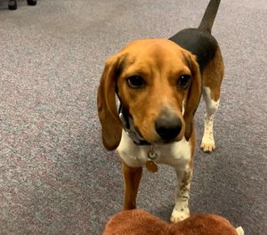 Meet Auggie, a 14-month-old Beagle adopted by the Susquehanna Police Department in September 2020, after he was found wandering around homeless.