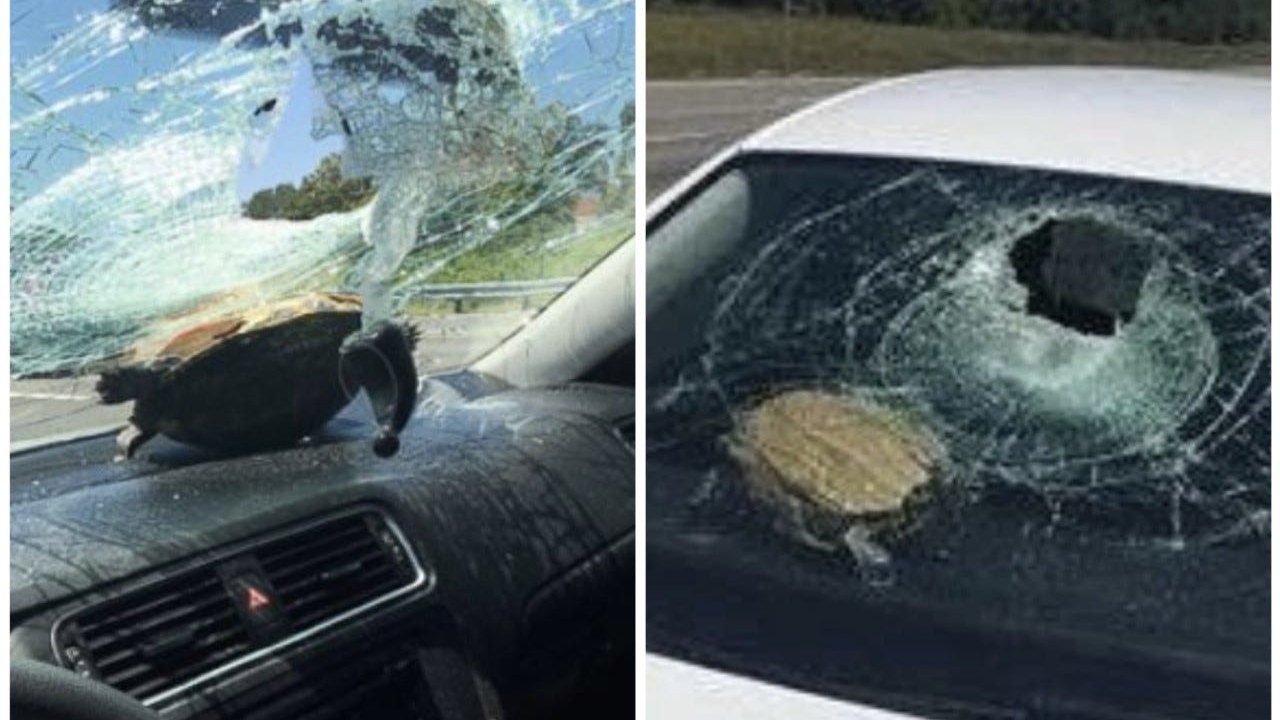 Turtle crashes through windshield on Fla. highway, hits woman in head
