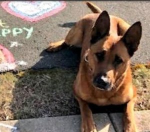 Braintree police dog Kitt was shot and killed in an altercation Friday, June 4, 2021.