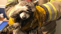 Photo of the Week: Ga. firefighters rescue 'embarrassed' raccoon