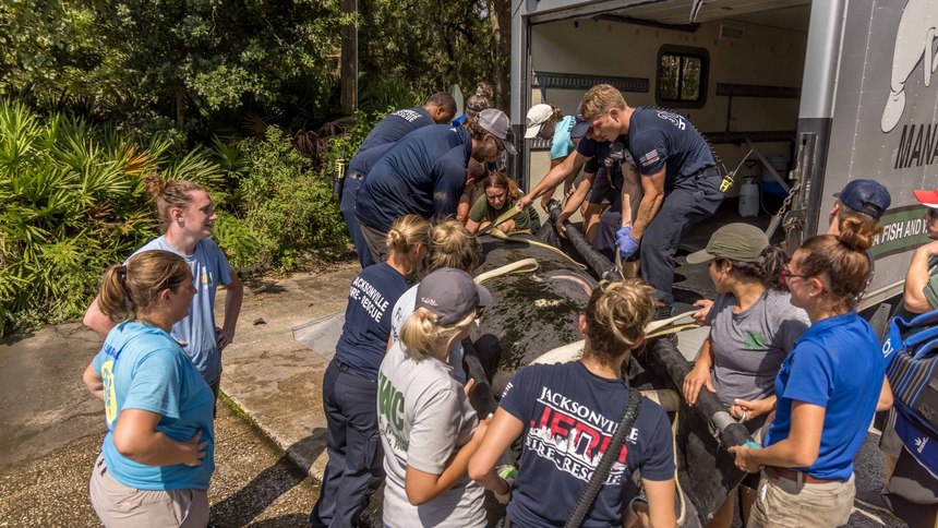 Jacksonville firefighters and Florida Fish and Wildlife Conservation Commission rescue crews load an injured manatee for transport and recovery to the Jacksonville Zoo and Gardens after its Ortega River rescue.