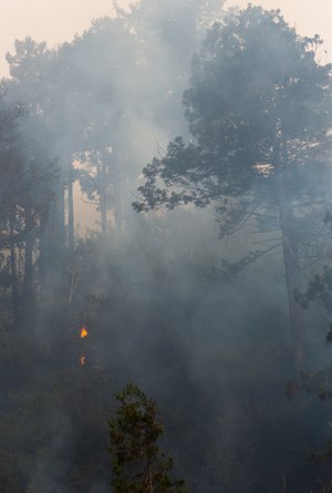 The Dolan Fire creeped down into Julia Pfeiffer Burns State Park in Big Sur on Aug. 25, 2020.