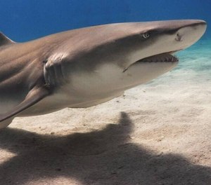 The man, who has not been named, was bitten on the hand by what witnesses describe as a 6-foot-long lemon shark that he caught and was trying to release.