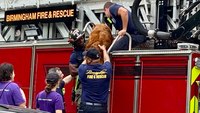 Ala. firefighters rescue at least 40 dogs from rooftop