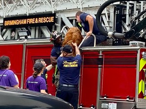 A chemical odor sickened some employees and dogs at Dog Days doggie daycare in downtown Birmingham.