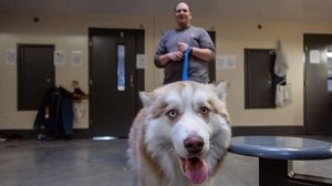 Idaho State Correctional Center inmate Matthew Stevens works with Bear in a common area outside the cells at the prison.