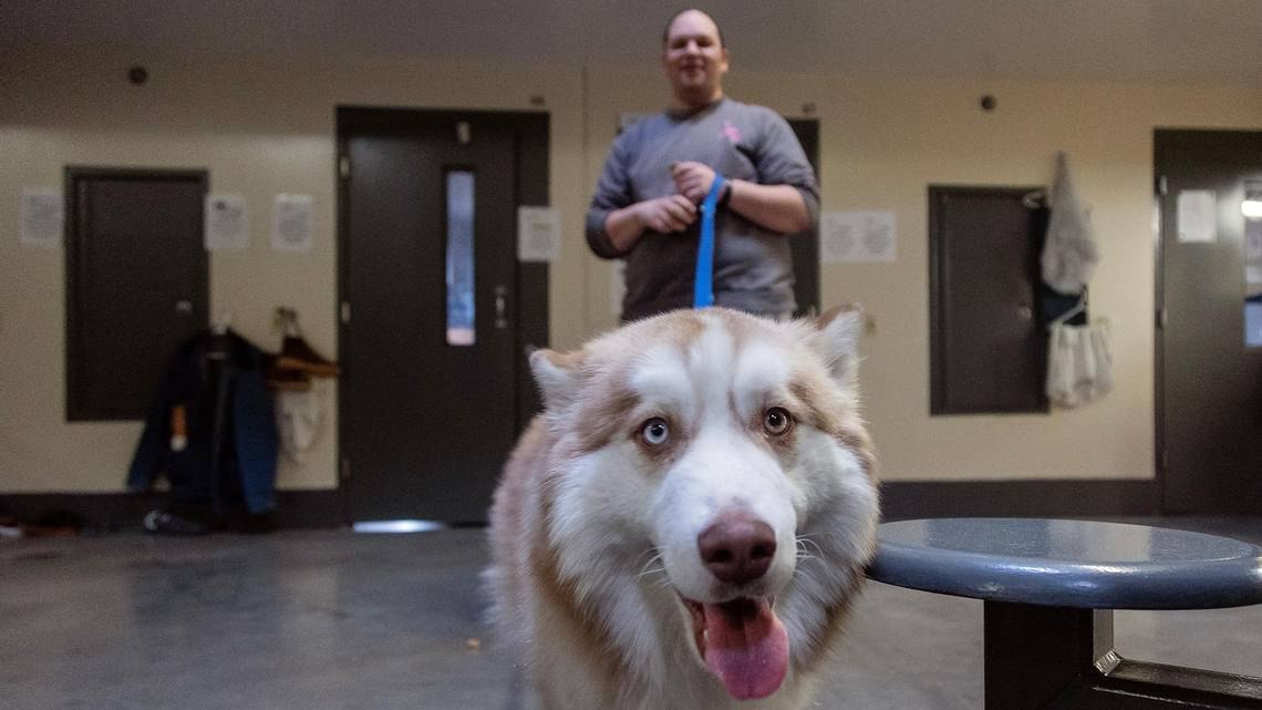 Training rescue dogs ‘gives us a purpose’