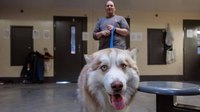 Idaho inmate: Training rescue dogs ‘gives us a purpose’
