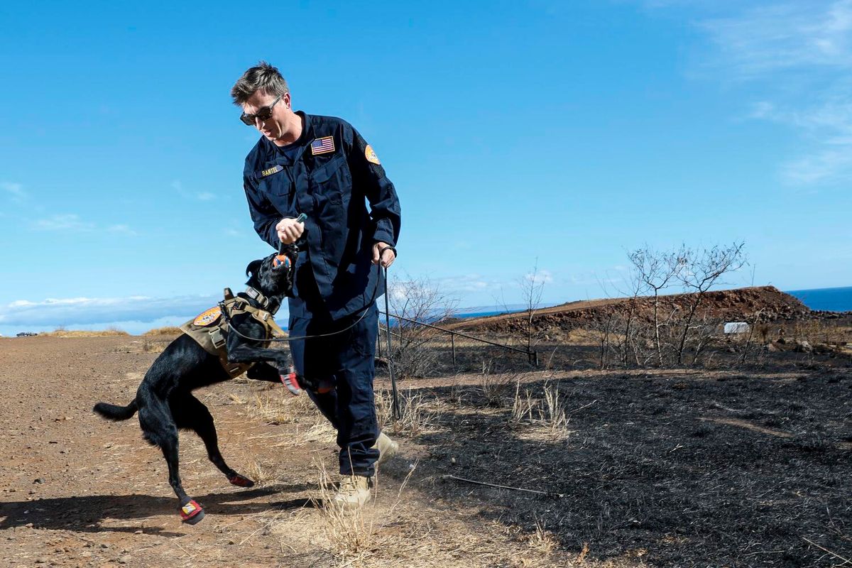 LA County Fire urban search and rescue crew member Nicholas Bartel tempts cadaver dog Six with a toy, usually used as a reward after a successful behavior, on Friday, Aug. 18, 2023.