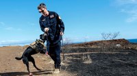 Cadaver dogs tirelessly search Hawaii's wildfire devastation