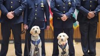 NYPD introduces 2 new emotional support K-9s