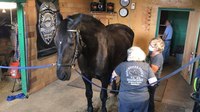 'Gentle giant': N.H. police horse dies after 17 years of service