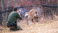 ‘Amazing shot!’ Deer stuck in net rescued by game warden's marksmanship