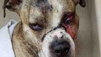 Officer, paramedic rescue dog who was shot in the face, doused in bleach