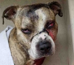 Winks will require surgery to remove his eye after being shot in the face.