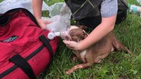 Fla. FFs rescue pups after delivery driver spots smoke coming from a home, calls 911