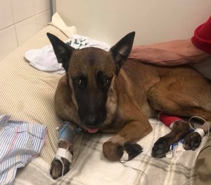 A proposed Rhode Island bill to allow EMS providers to treat and transport police K-9s is modeled after a similar bill in Massachusetts known as