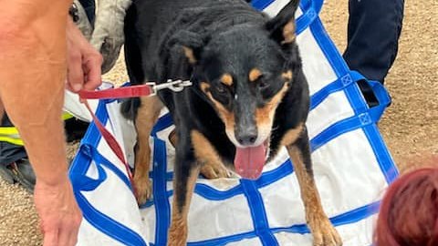 Ariz. FFs carry 125-pound dog overcome by heat down hiking trail