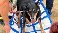 Ariz. FFs carry 125-pound dog overcome by heat down hiking trail