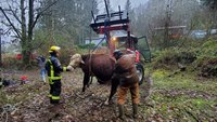 'Unique call for help': Firefighters rescue stuck cow in creek bed