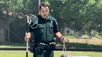 Fla. deputy's reaction to alligator captured in pool has people talking