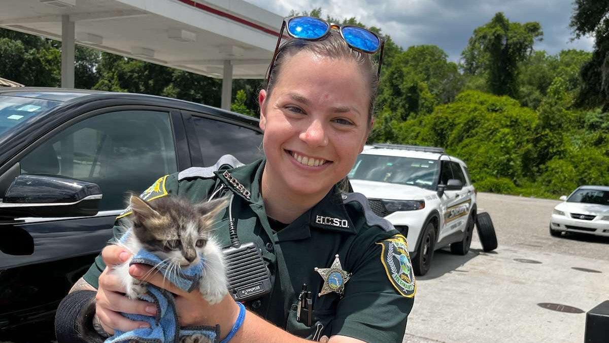 Police officer adopts kitten rescued from car engine in New York