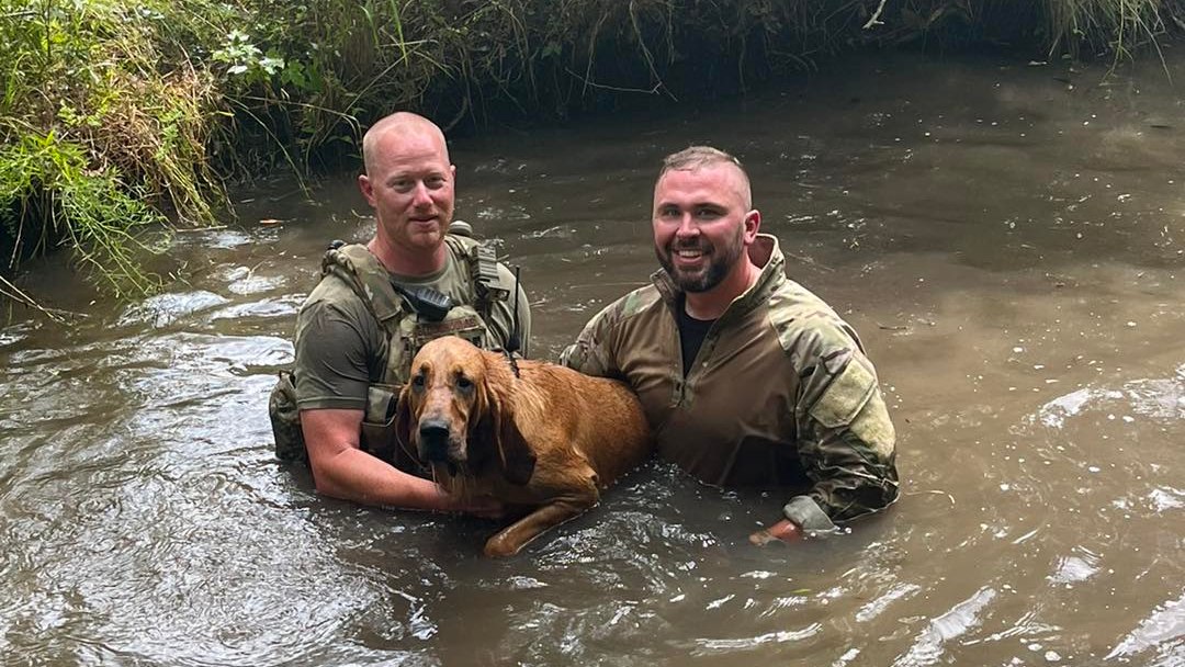 We salute her hard work SC police bloodhound tracks shooting suspect hiding in woods We salute her hard work SC police bloodhound tracks shooting suspect hiding in woods