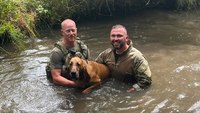 'We salute her hard work': S.C. police bloodhound tracks shooting suspect hiding in woods