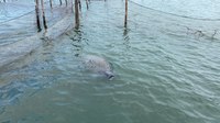 Officer surprised to see manatee in Va. helps free it from fishing net