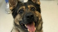 Pa. K-9 officer battles cancer for the second time, stays on duty