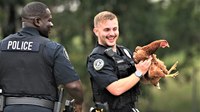 Viral photos: Ark. officer engages in foot pursuit of a chicken