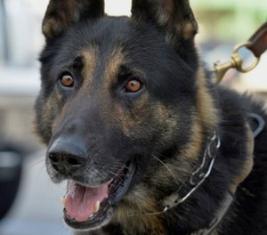 Ernie, a K-9 officer with the Covington Police Department, sits with his handler outside the Kentucky State Capitol, Wednesday, March 1, 2017, in Frankfort, Ky.