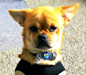 Mugshot is believed to be a possible Chihuahua, Pug, Corgi, Pomeranian mix.