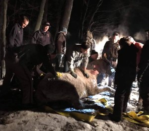 Rescuers found the horse on its side in a creek with one leg trapped under ice; the horse was in hypothermia. (Photo/Oxford Fire Department)