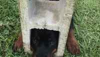 Jaws of Life used to free dog's head from cinder block
