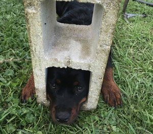 St. Johns County Fire Rescue say 6-month-old Fifi managed to wedge her head into one of the block's holes.